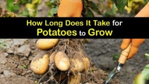 How Long does It Take to Grow Potatoes titleimg1