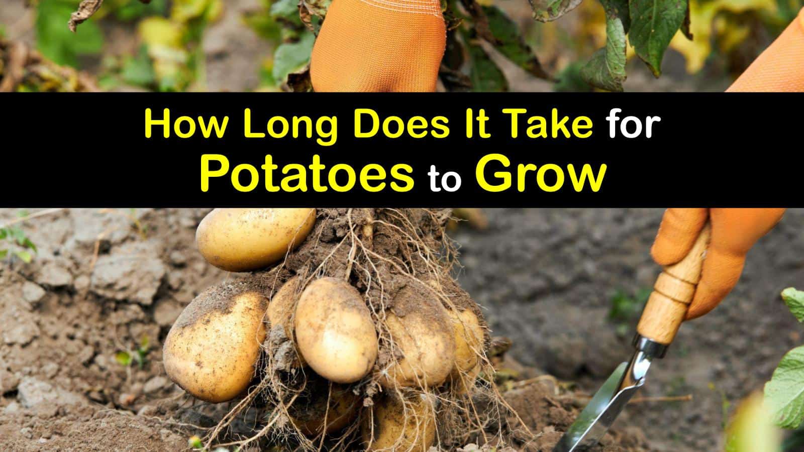 How Long Does It Take To Grow Potatoes www.tipsbulletin.com