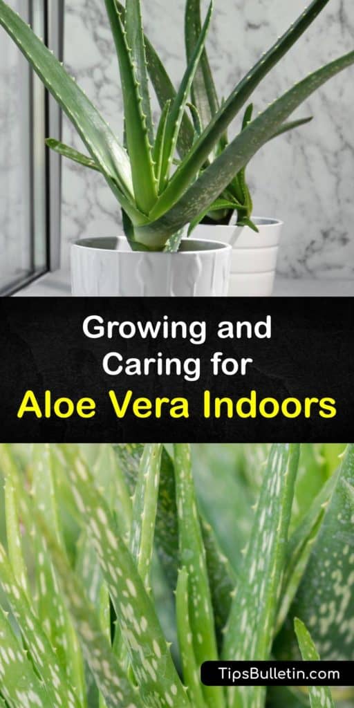 Discover how to grow an aloe vera plant indoors for beauty and treating sunburn and dry skin. These plants are succulents and require well-draining potting soil and indirect sunlight to thrive. Overwatering causes root rot, so infrequent deep watering is important. #howto #grow #aloevera #indoors