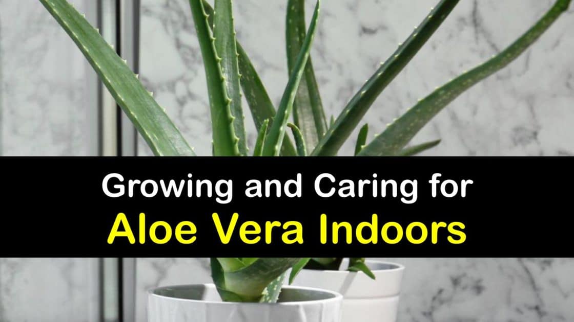 Growing Aloe Vera Inside Smart Ways To Plant Aloe Vera Indoors growing-aloe-vera-inside-smart-ways-to-plant-aloe-vera-indoors