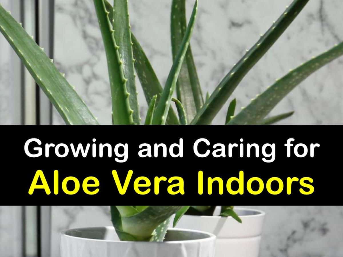 Growing Aloe Vera Inside   Smart Ways to Plant Aloe Vera Indoors