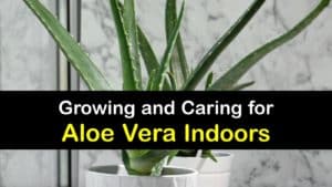 How to Grow Aloe Vera Indoors titleimg1