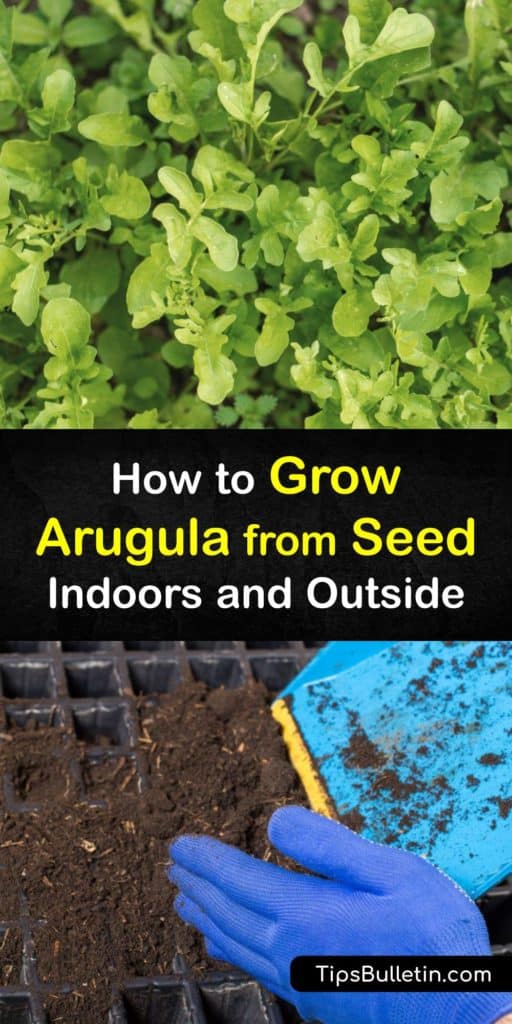 Discover how to grow arugula, or roquette, in the early spring and enjoy fresh arugula leaves throughout the growing season. These cool weather salad greens are one of the easiest to grow as long as you provide them with the right conditions and TLC. #howto #growing #arugula #seeds