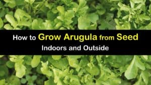 How to Grow Arugula from Seed titleimg1