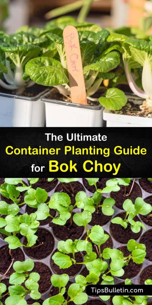 Learn how to grow bok choy in a container garden and enjoy leafy greens in a stir fry at the end of the season. Grow your plants in full sun or partial shade, eliminate flea beetles and aphids as soon as you spot them, and harvest leaves to prevent bolting. #howto #growing #bokchoy #container