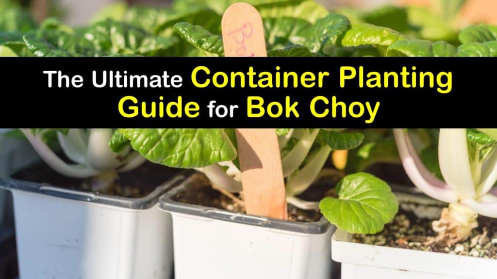 How to Grow Bok Choy in a Container titleimg1