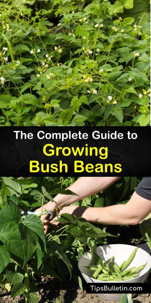 Go from beginner to expert in no time with this guide to grow different bean varieties and understand the demands of bean seeds, bean plants, and germination. Apply what you learn about mulch, full sun, a trellis, soil temperature, and aphids to your beds to watch them thrive. #grow #bush #beans