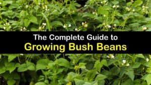 How to Grow Bush Beans titleimg1