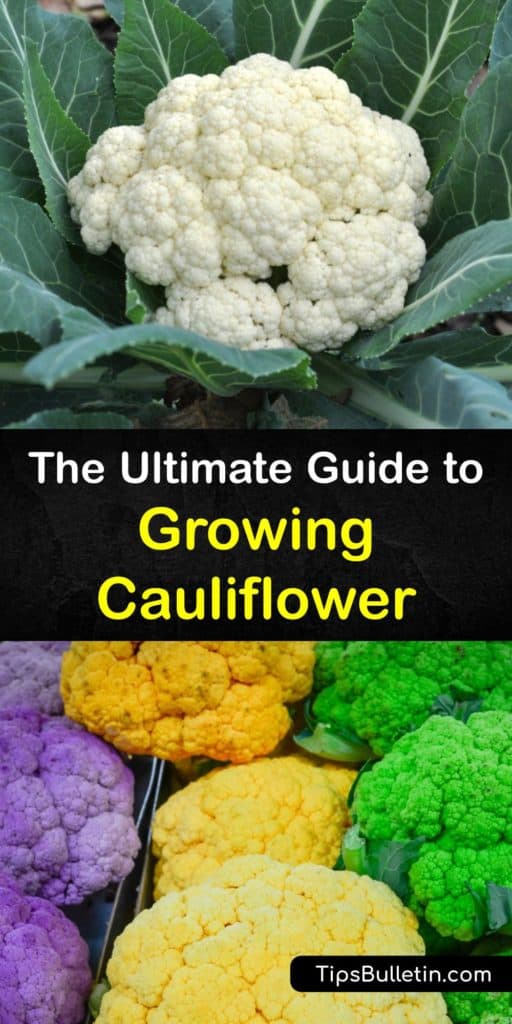 Learn how to grow and care for your own cauliflower plants (Brassica oleracea) in the veggie garden. Growing cauliflower is easy as long as you provide it with the right growing conditions and protect it from aphids and cabbage worms. #howto #growing #cauliflower