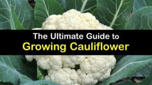 How to Grow Cauliflower titleimg1