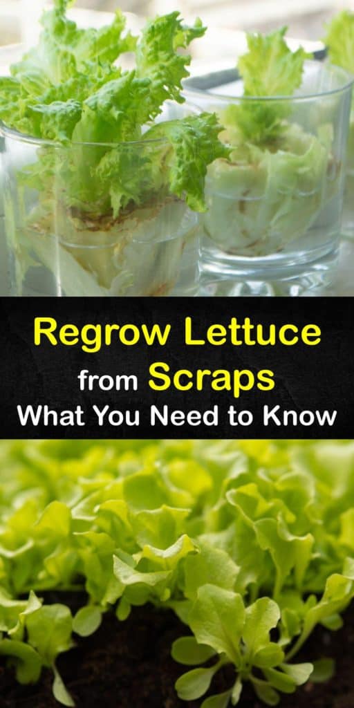 Start regrowing your romaine lettuce, green onions, cilantro, and other kitchen scraps without any potting soil. These DIY growing methods only use toothpicks and a glass of water to have new leaves growing in as little as two weeks. #howto #growing #lettuce #scraps