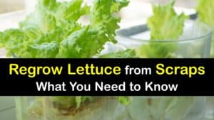 How to Grow Lettuce from Scraps titleimg1