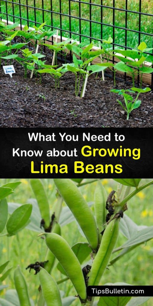 Find out all about growing lima beans or butter beans in your garden. Bean plants need full sun and warm soil to germinate. Plant heirloom varieties like Fordhook 242 after your last frost date. Train your pole beans to climb a trellis. #growing #lima #beans