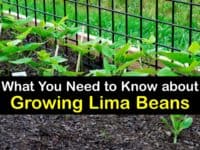 How to Grow Lima Beans titleimg1