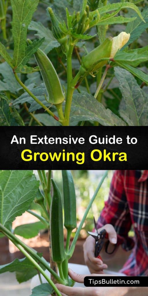 Learn how to grow your own okra (Abelmoschus esculentus) for a harvest of tasty, healthy okra pods at the end of the growing season. It’s easy to sow okra seeds indoors or straight in the garden in full sun and mulch your okra plants to retain warmth and moisture. #howto #growing #okra