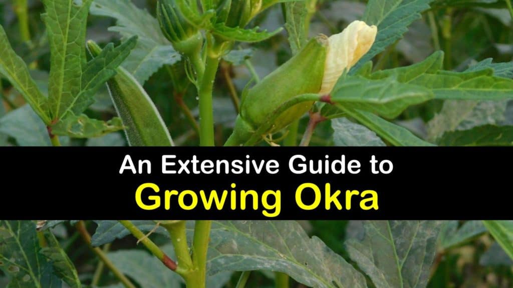 How to Grow Okra titleimg1