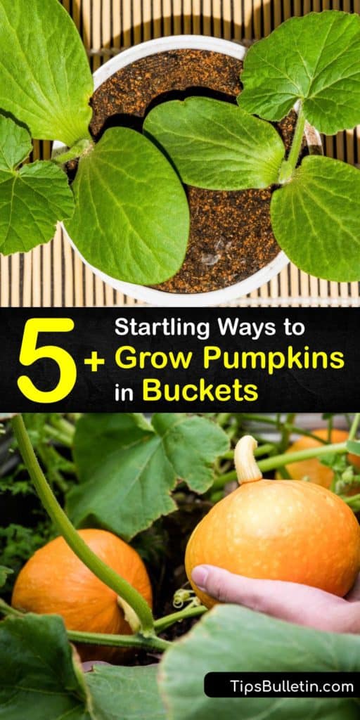 Find out how to grow pumpkin vines in pots. Grow mini pumpkins like Jack Be Little to make DIY Halloween decor. Plant in full sun with flowers to attract bees for pollination between male flowers and female flowers. #growing #pumpkins #container