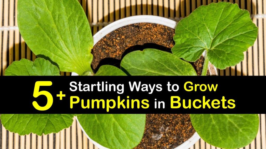 How to Grow Pumpkins in a Container titleimg1