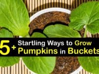 How to Grow Pumpkins in a Container titleimg1