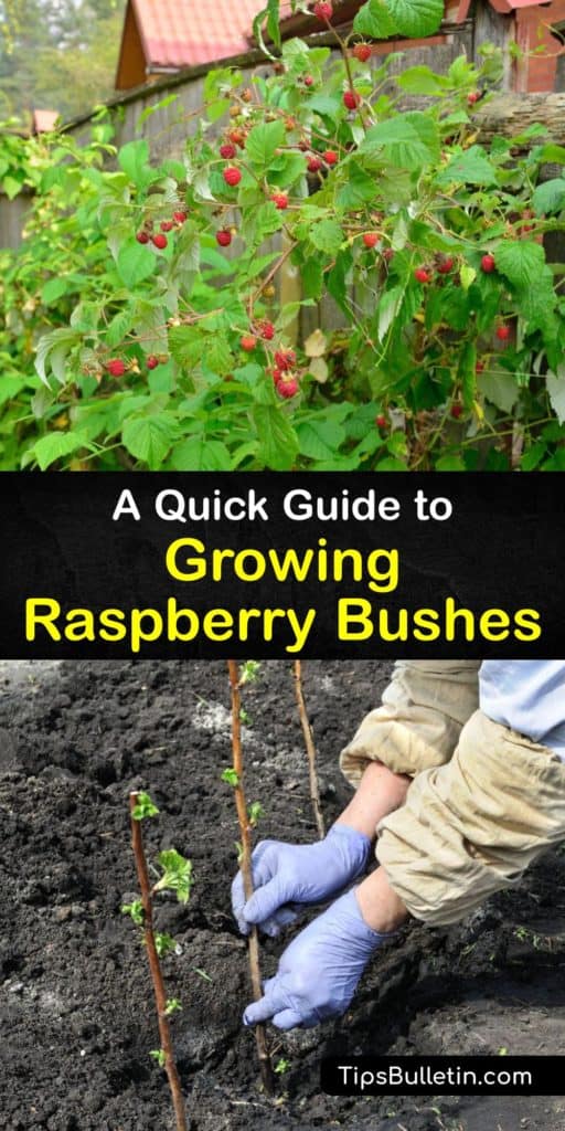 Learn how to grow summer-bearing or everbearing raspberries and use the berries for a tasty recipe. Raspberry shrubs begin fruiting on first year raspberry canes in the fall or second year canes in the spring, so it’s vital to prune them properly. #howto #raspberries #growing