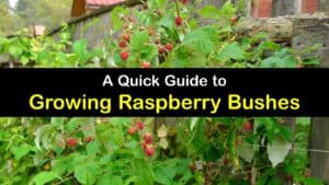 How to Grow Raspberry Bushes titleimg1