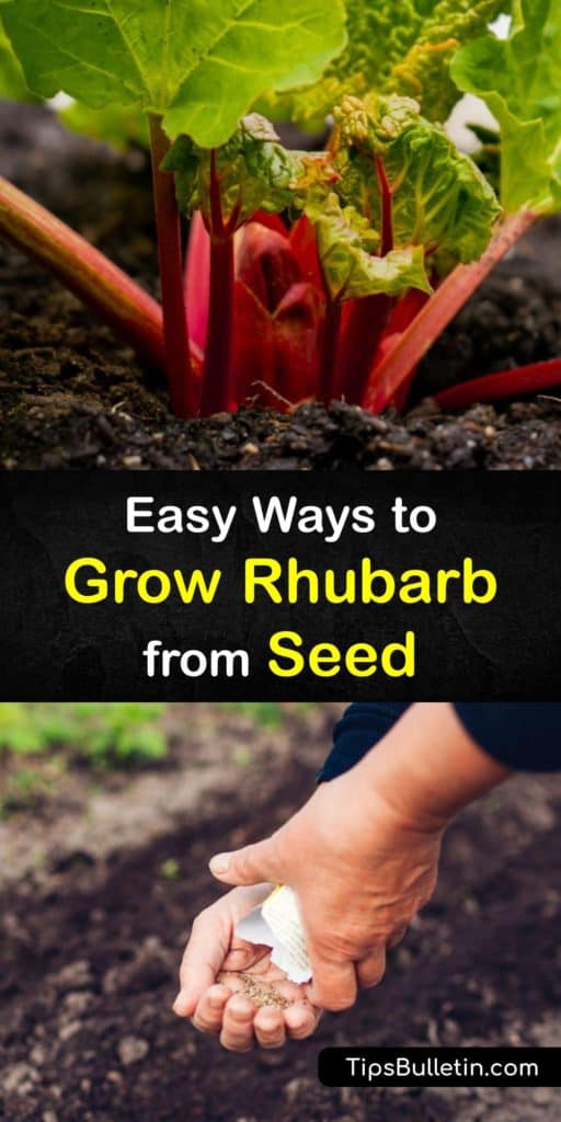 Learn how to grow rhubarb from seed by starting them indoors in potting soil in the early spring to encourage germination and transplant them into the garden. Rhubarb plants like Victoria require full sun, rich soil, and organic matter to produce a healthy crop. #seeds #grow #rhubarb