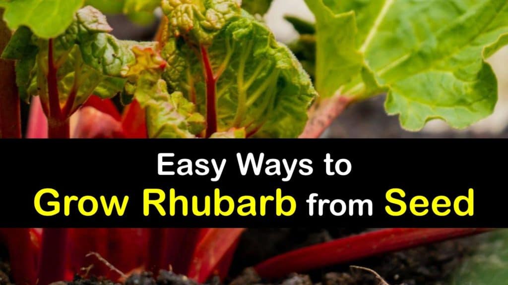 How to Grow Rhubarb from Seed titleimg1