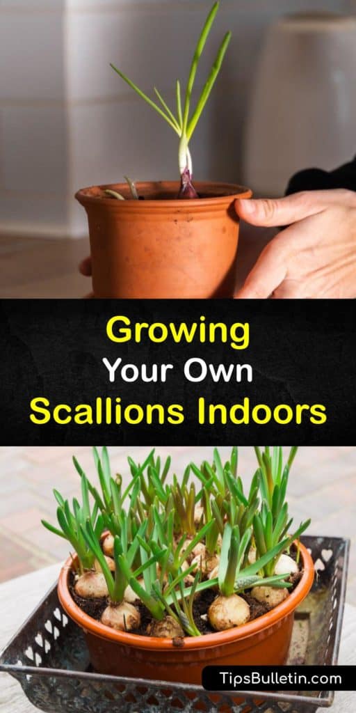 Learn ways to grow scallions indoors on a sunny windowsill for an endless supply of green shoots. Our DIY guide shows you how to use leftovers from grocery store onions by starting them in a cup of water and growing them in a container of potting soil. #howto #grow #scallions #indoors