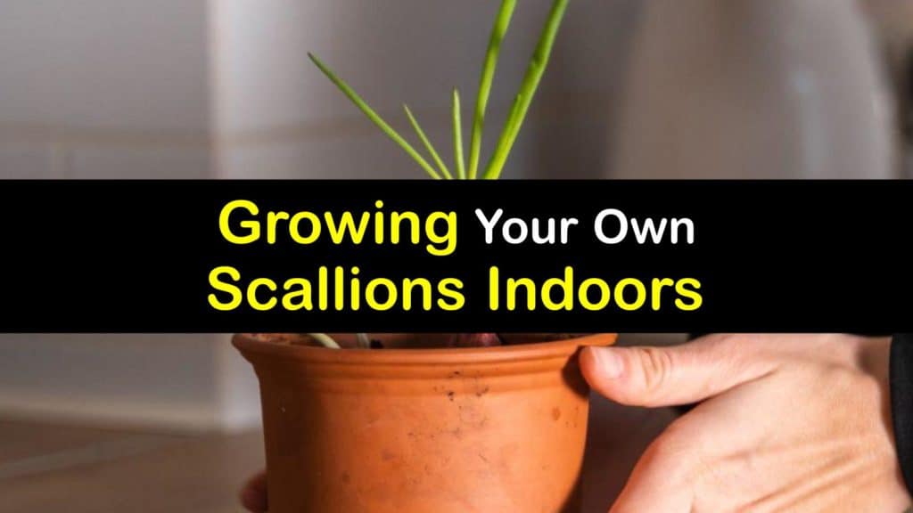 How to Grow Scallions Indoors titleimg1