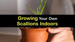 How to Grow Scallions Indoors titleimg1