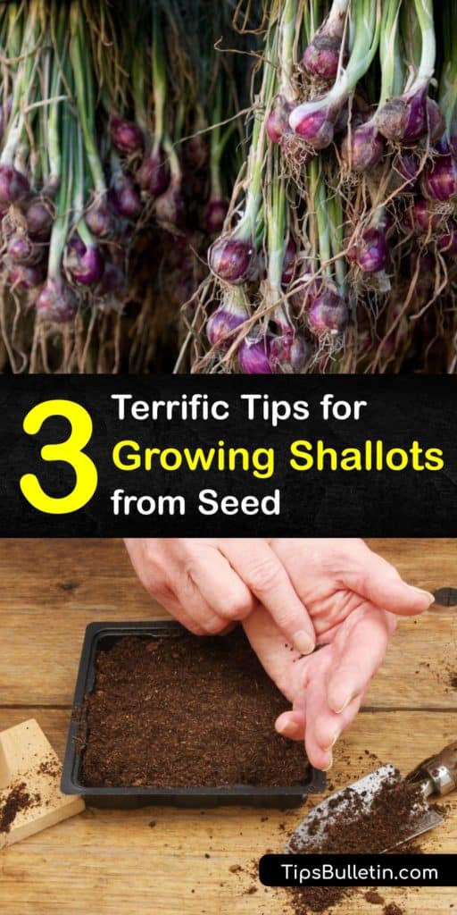 Learn how to grow shallots, Allium cepa var. aggregatum, from seed. A member of the Allium genus, like scallions and chives, shallots have a delicate flavor. Sow seeds outdoors in early spring, two to four weeks before the last frost, in a site with full sun. #shallots #growing #seeds