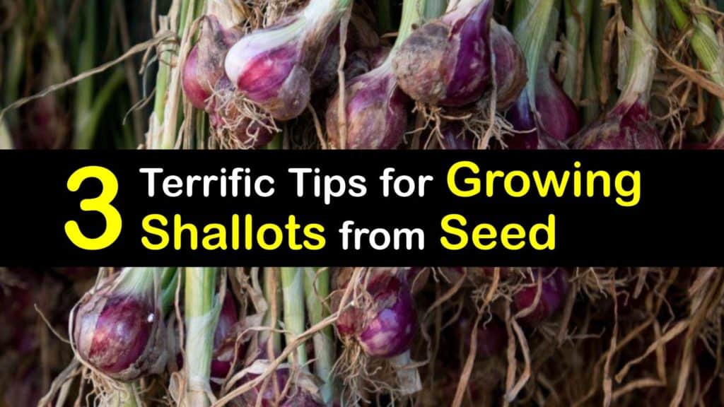 How to Grow Shallots from Seed titleimg1