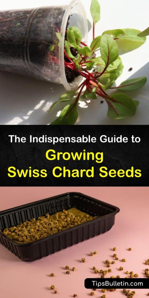 Discover excellent Swiss chard varieties like Bright Lights and Fordhook Giant. Sow seeds in early spring and begin harvesting the dark green leaves in 30 days. Pick the outer leaves and allow the new leaves to keep growing for season-long production. #grow #swiss #chard #seeds