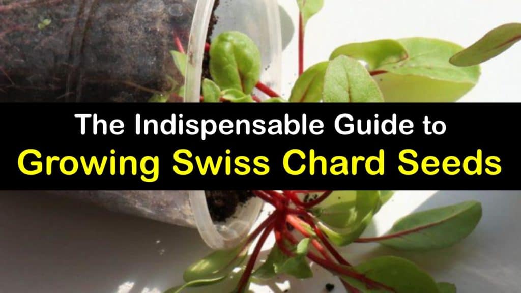 How to Grow Swiss Chard from Seed titleimg1
