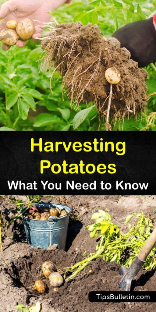 Learn how to plant potatoes and harvest them at the end of the growing season. The easiest way to grow spuds is to cut a potato in sections and plant them to encourage sprouting. Harvest them early for baby potatoes or wait for them to grow into mature potatoes. #harvest #potatoes #picking