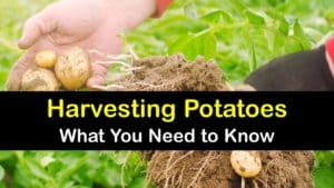 How to Harvest Potatoes titleimg1