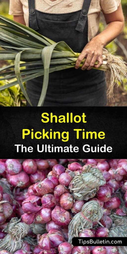Learn about harvesting shallot bulbs in late summer. Pick the green tops during the growing season to use like green onions. Grow French shallots in full sun and moist soil rich in organic matter, and mulch to deter weeds. #harvest #shallots #howto