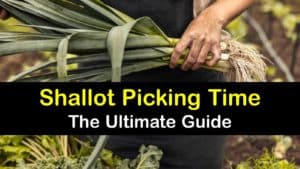 How to Harvest Shallots titleimg1