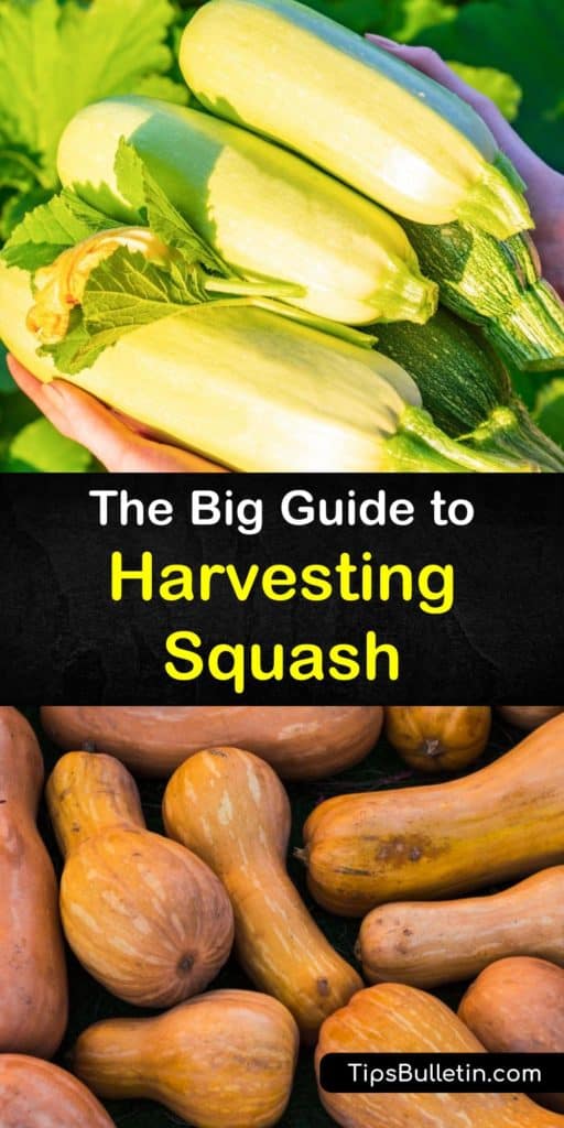 There are many types of squash, from acorn and buttercup to crookneck and zucchini, and each type has a unique rind color and thickness. Learn how to grow and care for squash plants in the garden and when to harvest and store them at the end of the season. #howto #harvest #squash