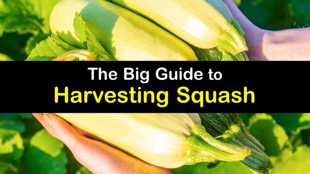 How to Harvest Squash titleimg1