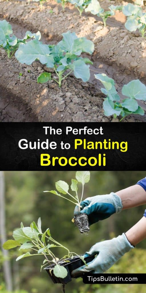 Learn how to plant broccoli at home and enjoy fresh florets for your favorite side dishes. These veggies love cool weather and are ideal for growing as a mid-summer or fall crop. Spread mulch to stop weeds and use row covers to prevent garden pests. #howto #planting #broccoli 