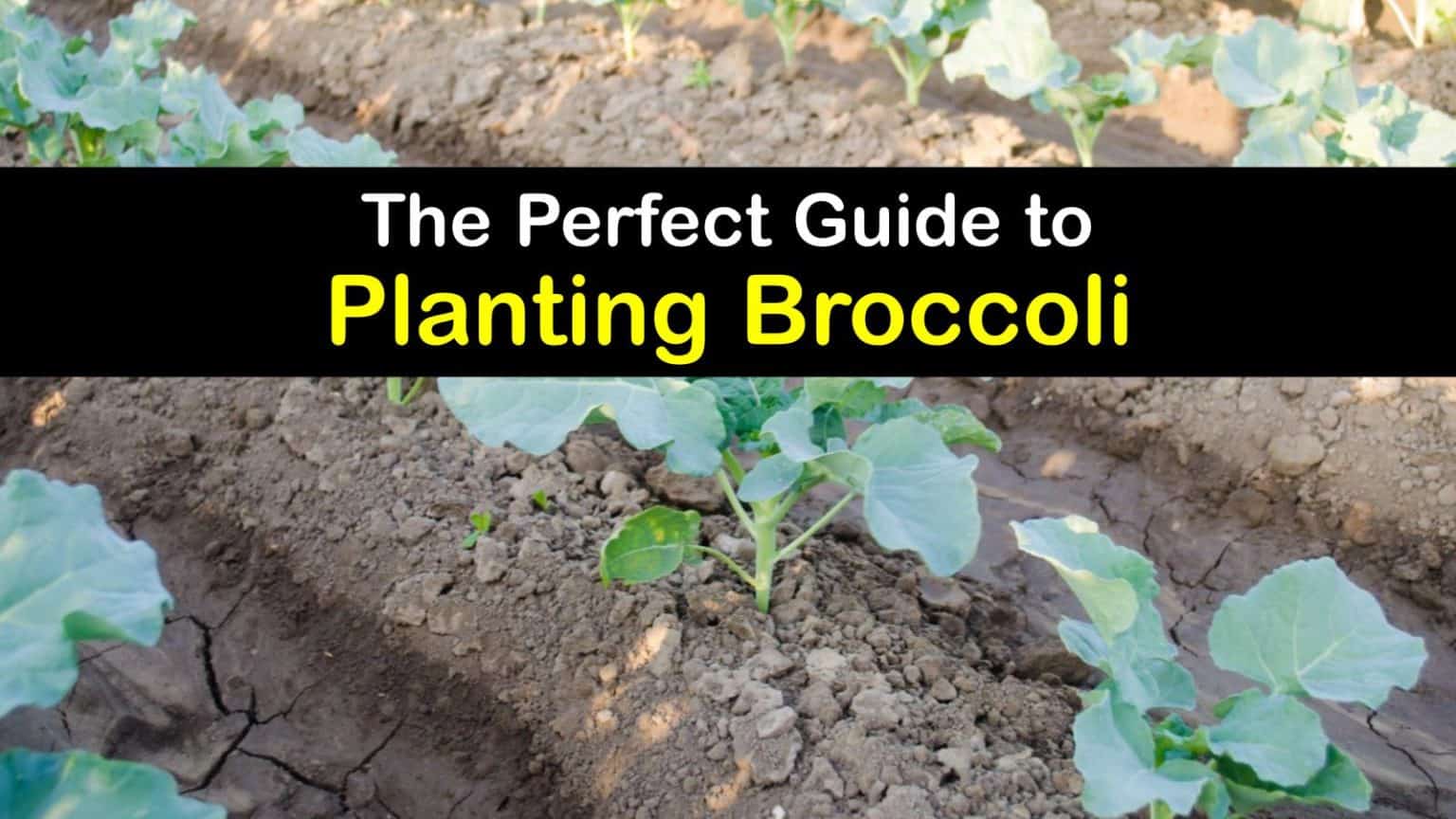 Planting Broccoli Incredible Guide for Growing Broccoli Plants