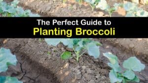 How to Plant Broccoli titleimg1