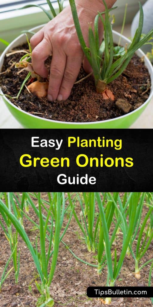 Learn all about how to grow-green-onions, also called bunching onions or spring onions. All they need is full sun and rich, moist potting soil. Harvest the green tops four to six weeks after planting green onion seeds. #planting #greenonions #growing