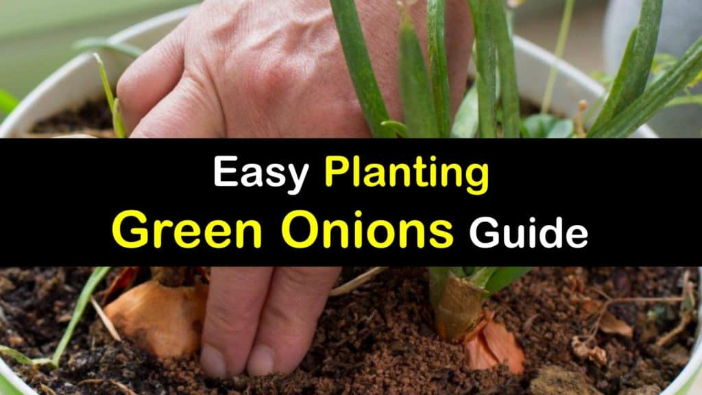 How to Plant Green Onions titleimg1