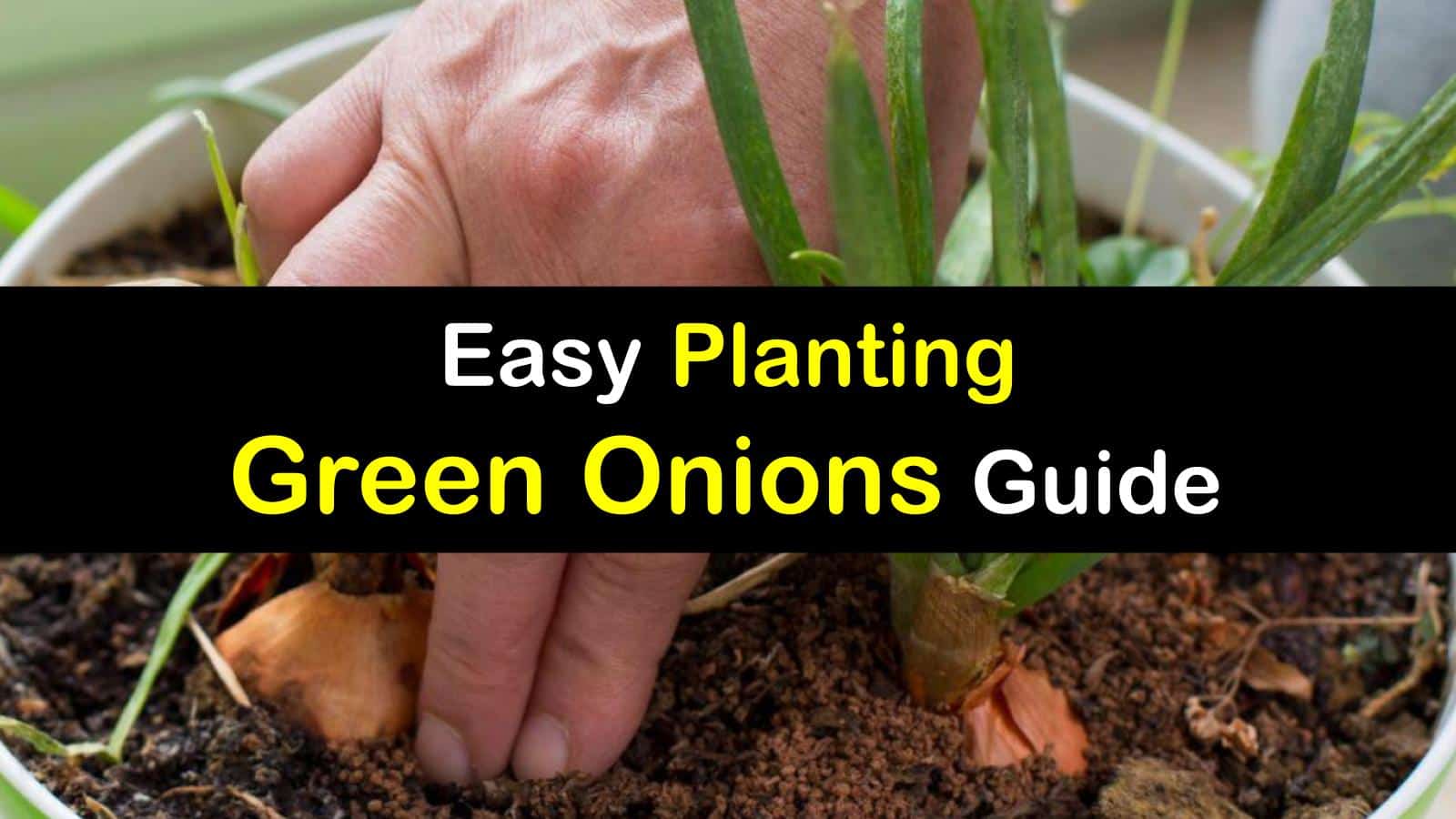 Planting Green Onions Incredible Guide for Growing Green Onions