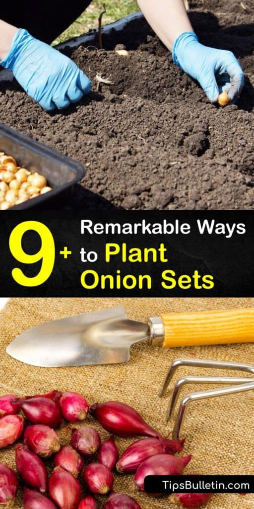 Plant onions using small bulbs instead of regular seeds from your local garden center with this article on short-day, intermediate-day, and long-day onion bulbs. These tips tell you how to plant onions or scallions in raised beds with only water and mulch. #planting #onion #sets
