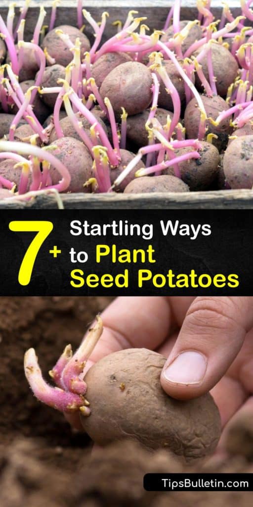 Refrain from going to the grocery store for fingerling potatoes to plant this growing season. Instead, use these steps to plant potatoes from seed. This article reviews hilling, inches of soil for sowing, sun requirements, and finding disease-free seeds for new potatoes. #planting #seed #potatoes