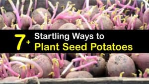 How to Plant Seed Potatoes titleimg1