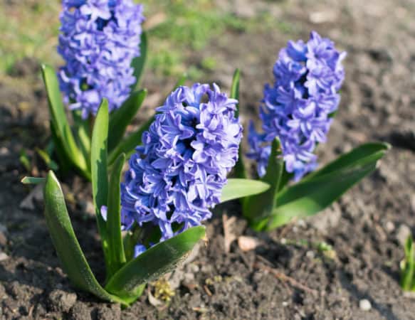 Hyacinths make great neighbors for blueberry bushes.